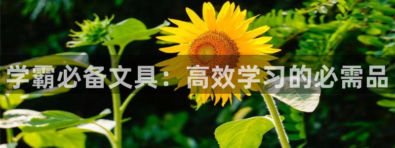 娱乐卧龙凤雏：学霸必备文具：高效学习的必